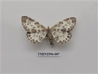 藏品(尺蛾109)的圖片